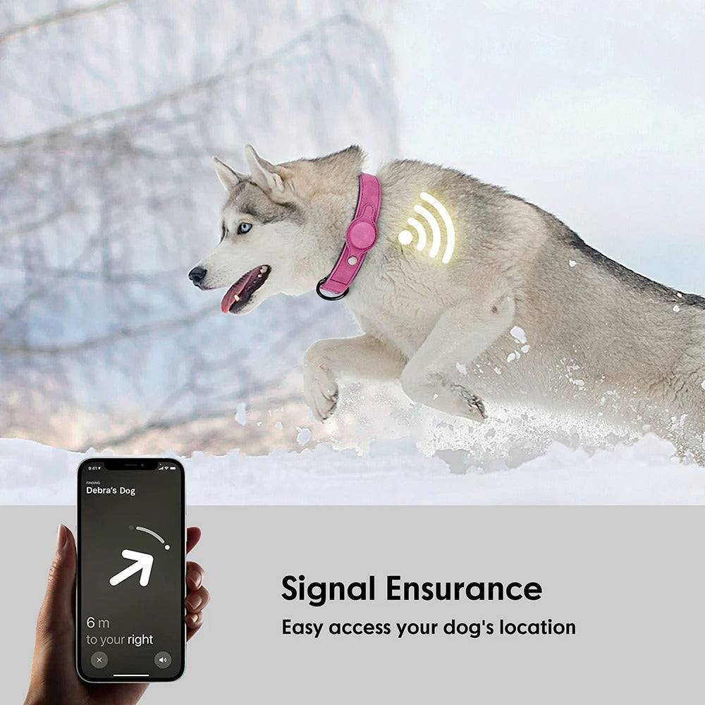 Dog Collar With Tracker Holder